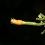 Gurania lobata Flower