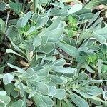 Hertia cheirifolia List