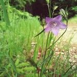 Campanula rotundifoliaFleur