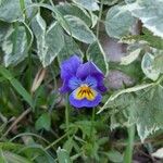 Viola tricolorফুল