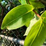 Medinilla crassifolia Folha