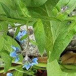 Cynoglossum amabile Λουλούδι