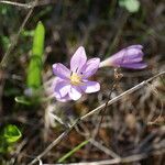 Colchicum cupanii Flor