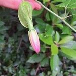 Passiflora tripartita Blomma