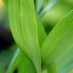 Zygopetalum maculatum Leaf