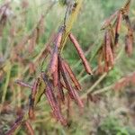 Indigofera arrecta Fruit