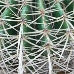 Echinocactus grusonii Kora