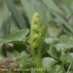 Botrychium simplex Fruit