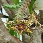 Orbea mcloughlinii Flower