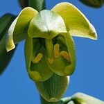 Albuca abyssinica Flor