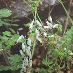 Fumaria capreolata Flower