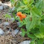 Mimulus cardinalis Flor
