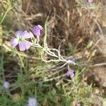 Marcus-kochia littorea Flower