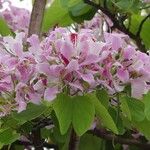 Bauhinia monandraFlower