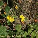 Hieracium virgultorum Habitus