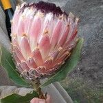 Protea caffra Blüte