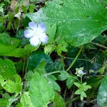 Nemophila phacelioides Habit