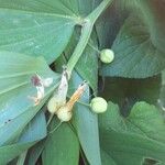 Polygonatum odoratum Frukt