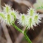 Torilis leptophylla Fruit