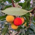 Arbutus andrachne Gyümölcs