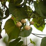 Ipomoea violacea Fruit