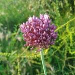 Allium ampeloprasumBlomma