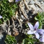 Campanula cenisia Azala