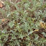 Artemisia caerulescens Hostoa