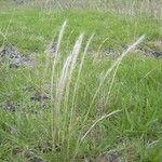 Festuca myuros ᱵᱟᱦᱟ