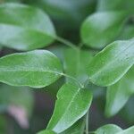 Jasminum azoricum Leaf