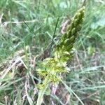 Neottia ovata Flower