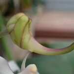 Papilionanthe vandarum Flower