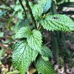 Stachytarpheta urticifolia Blad