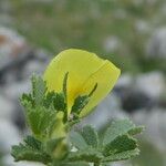 Ononis striata Flower