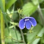 Veronica chamaedrys Flower