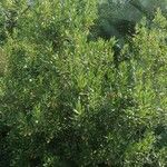 Pittosporum viridiflorum موطن