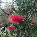 Melaleuca rugulosa Floare