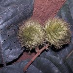 Sloanea grandiflora Fruit