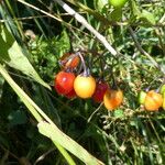 Solanum dulcamara Fruit