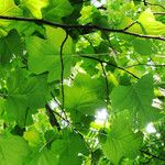 Liriodendron tulipifera Blad