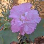 Hibiscus mutabilis Flor