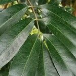Cunonia capensis Hoja
