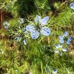 Nigella damascenaŽiedas