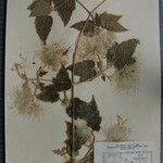 Clematis buchananiana Otro