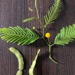 Vachellia aroma Flower