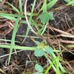 Rhynchosia minima Leaf