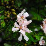 Tessmannia anomala Flor