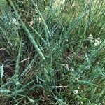 Aegilops ventricosa Fula