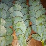 Kalanchoe marnieriana Ліст