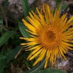 Pentanema montanum Flower